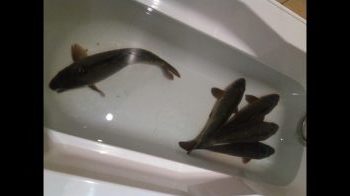 Fish in a bathtub